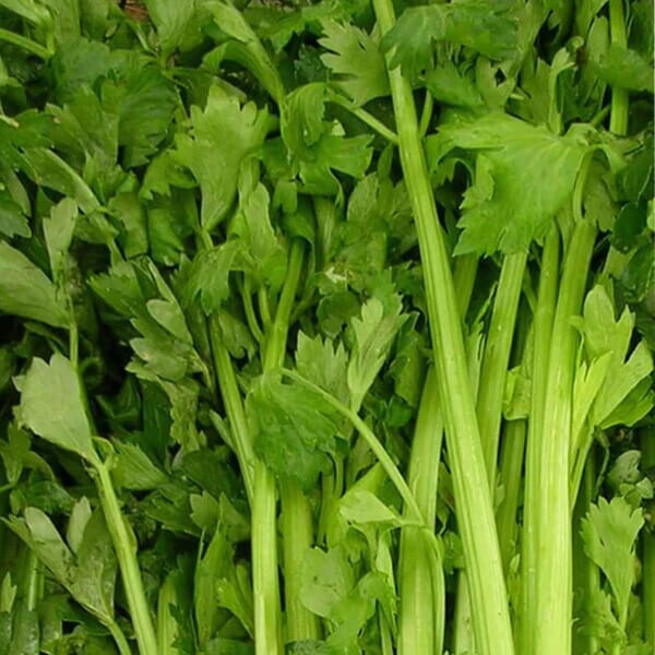 West Coast Seeds, Celery Seeds